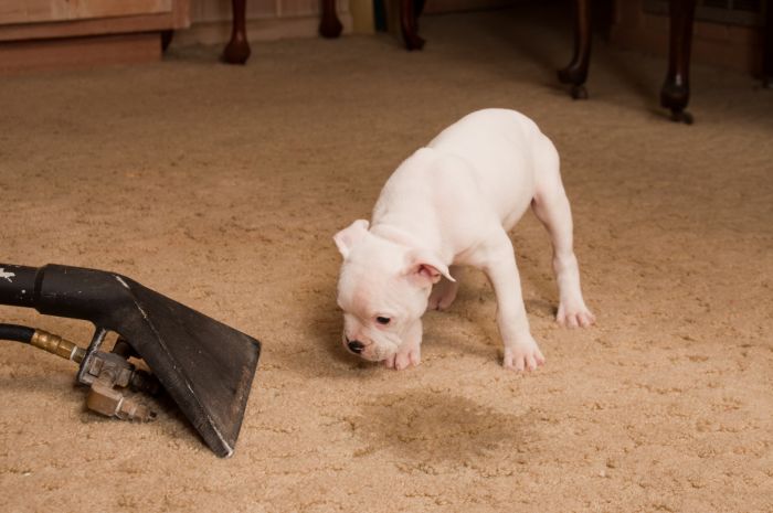 Carpet odor removal in Hollywood by Certified Green Team
